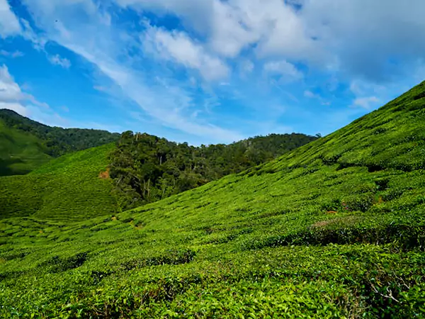 Chowgan Tea Estate Bir